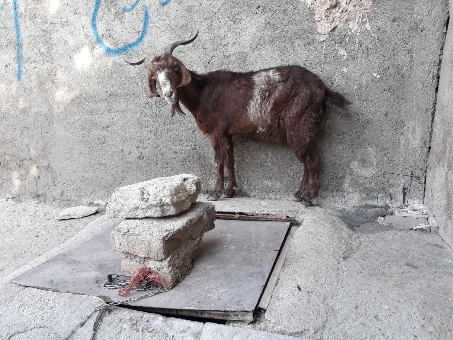 یک عدد بز سالم|حیوانات مزرعه|بروجرد, |دیوار