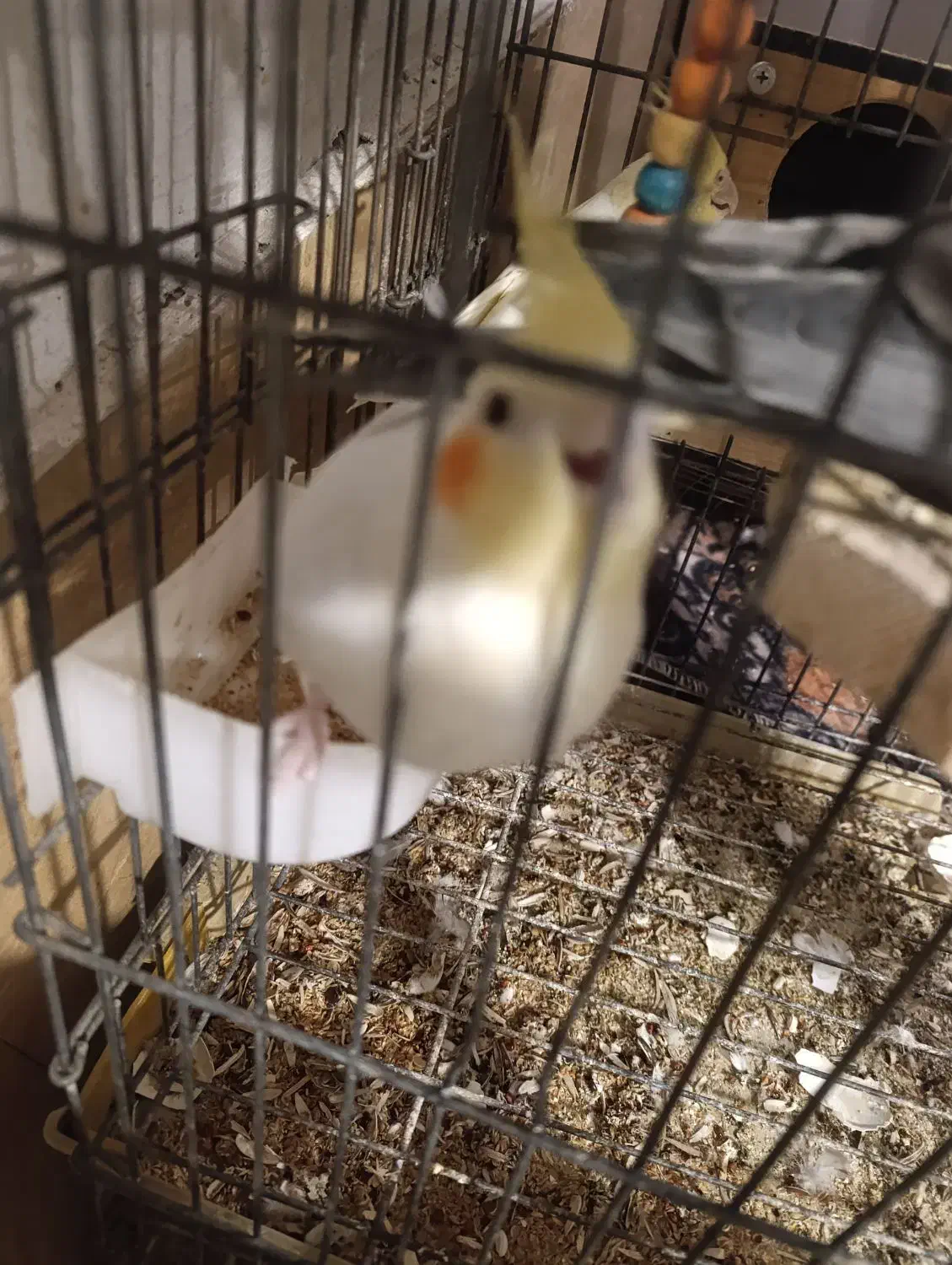 عروس هلندی|پرنده|شیراز, باغشهر اهل بیت|دیوار