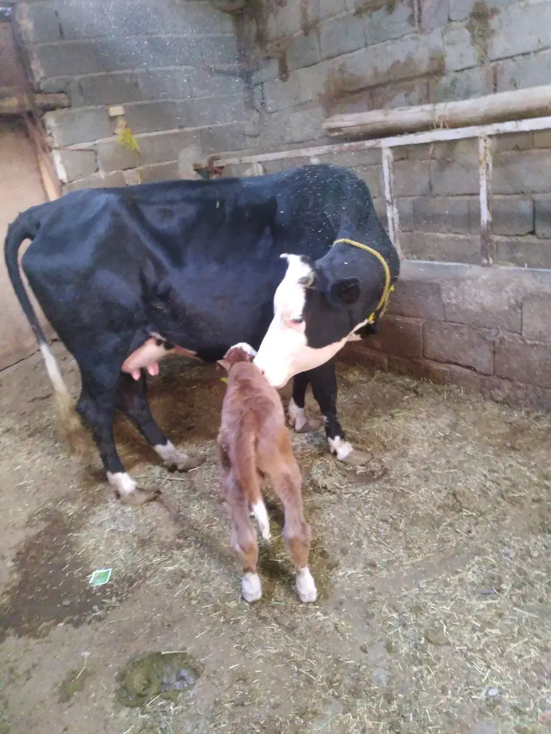 یک راس گاو سیمینتال باگوساله نر|حیوانات مزرعه|هریس, |دیوار