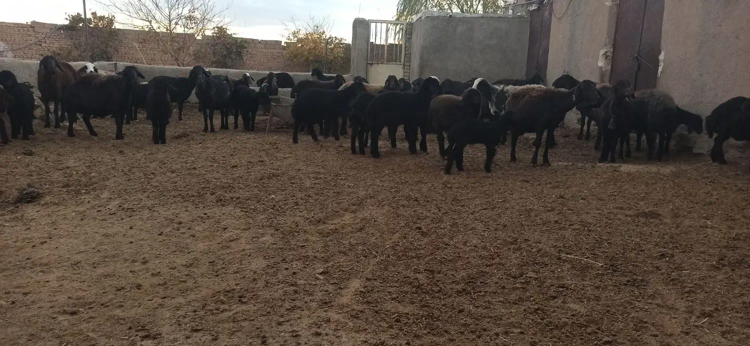 میش وبره افشاری|حیوانات مزرعه|رزن, |دیوار