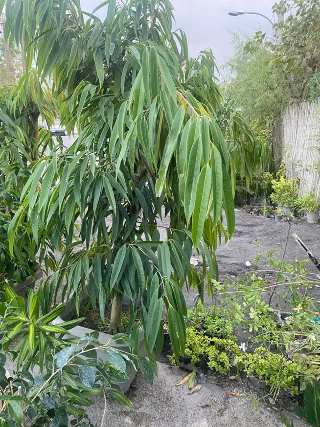 درختچه ی آمستل ۵ ساله|گل و گیاه طبیعی|رشت, رشتیان|دیوار