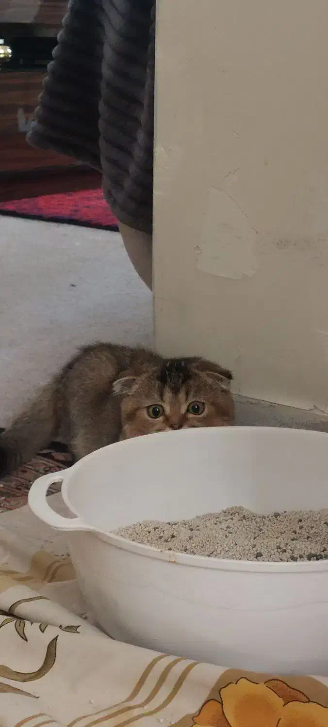 بچه گربه اسکاتیش فولد|گربه|تهران, شهرک پرواز|دیوار