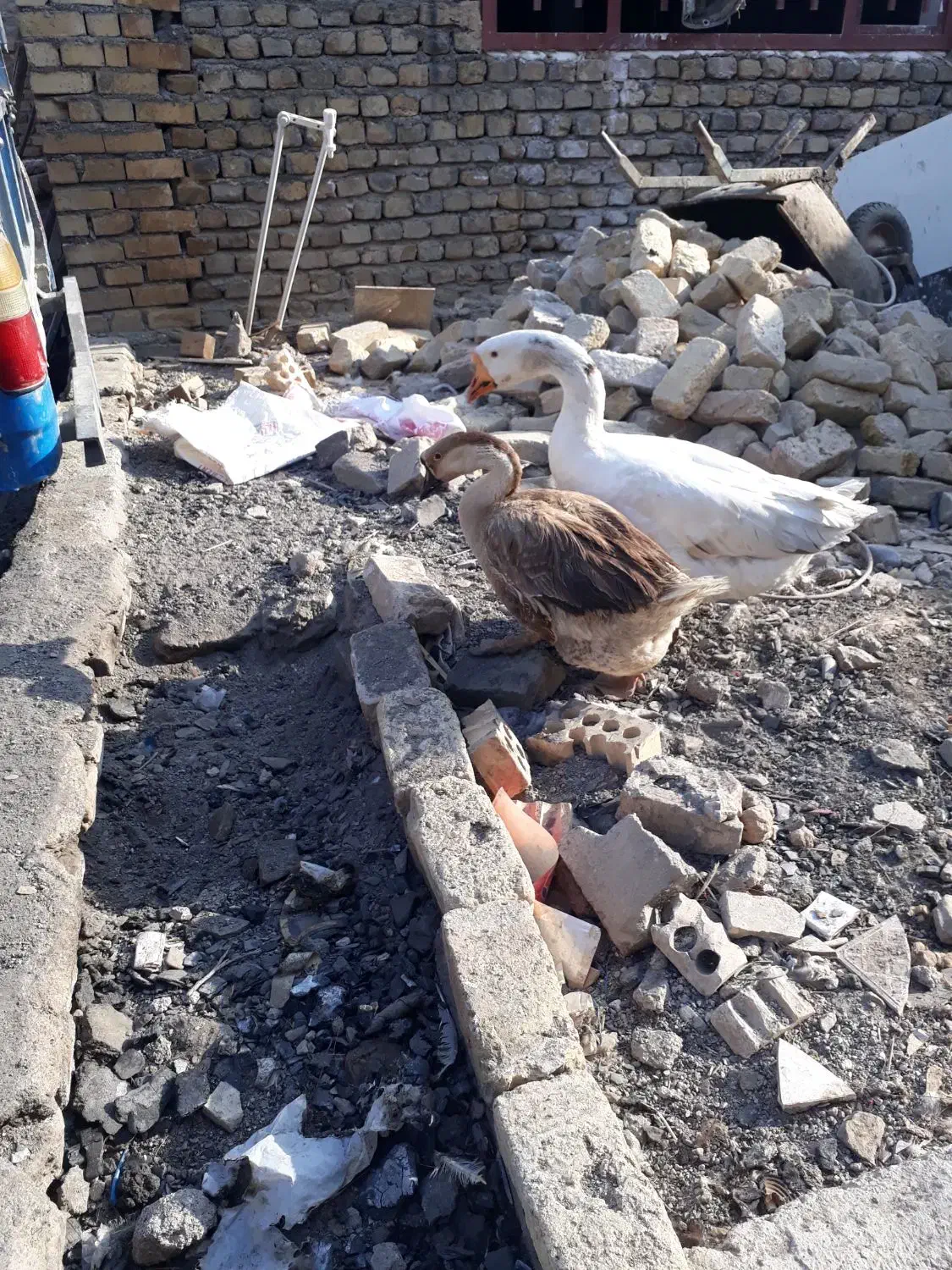 ۲عددغوغاز اوکراینی نر وماده جفت تخم|حیوانات مزرعه|مشهد, تبادکان|دیوار