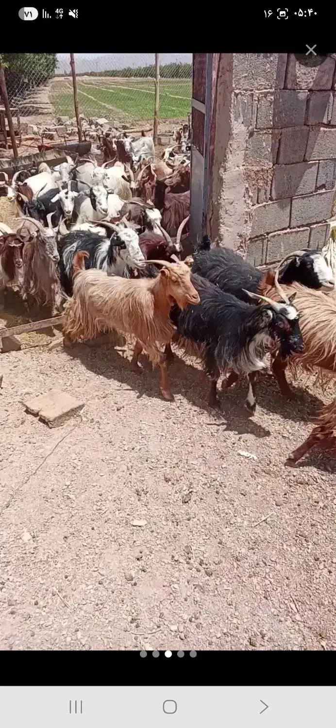 ۱۱ راس بز داشتی همه جوان|حیوانات مزرعه|ناغان, |دیوار