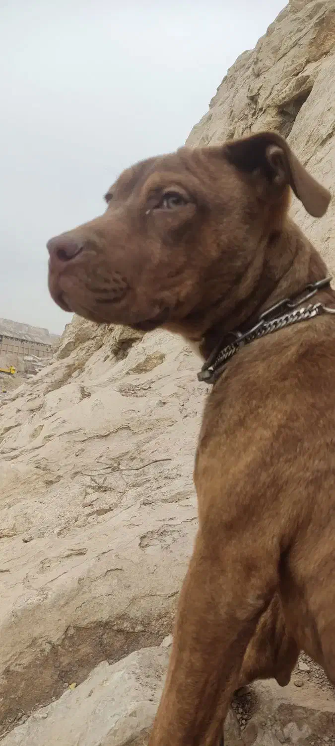 سگ پیتبول|سگ|ری, جوانمرد قصاب|دیوار