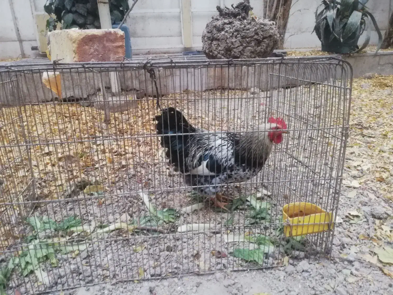 3عدد خروس|پرنده|اصفهان, شهرک کاوه|دیوار