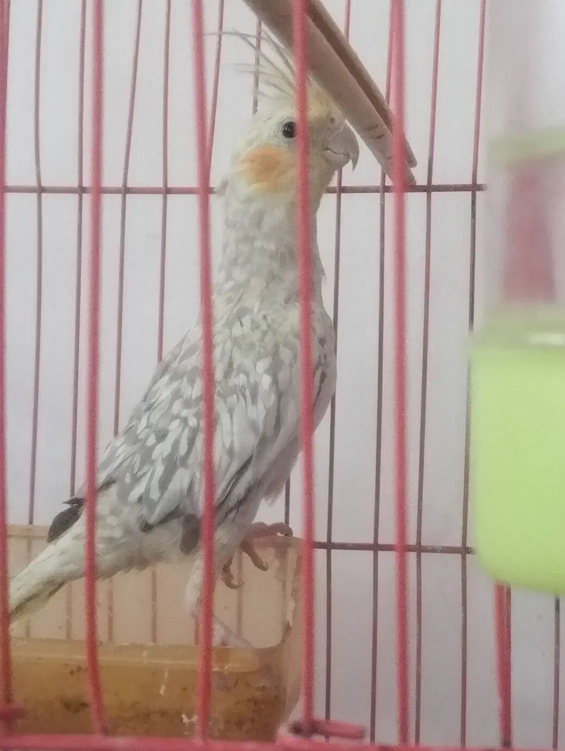 پرنده|پرنده|اسفراین, |دیوار