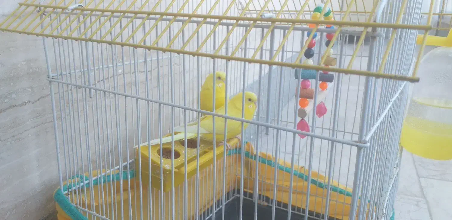 مرغ عشق|پرنده|اردبیل, |دیوار