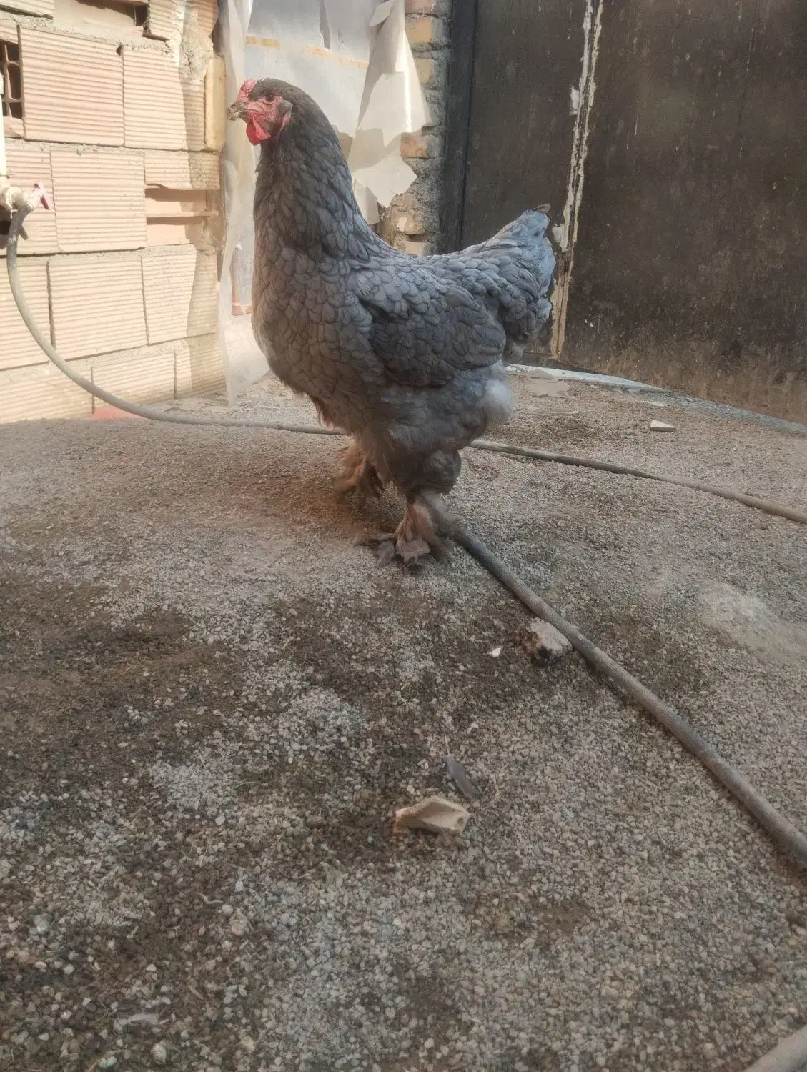 مرغ و خروس برهما|حیوانات مزرعه|قرچک, داوود آباد|دیوار