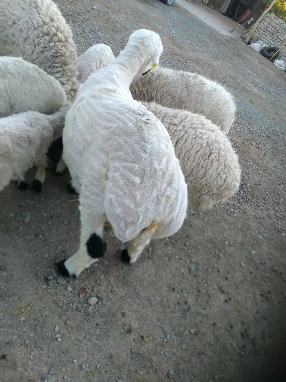 بره نر یکساله.چاق چله گوشتی .هر کسی خواست میفروشم|حیوانات مزرعه|خمک, |دیوار