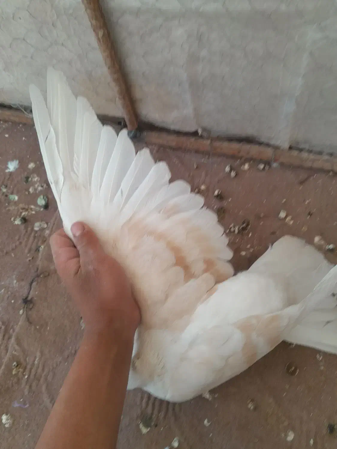 کفتر|پرنده|زارچ, |دیوار