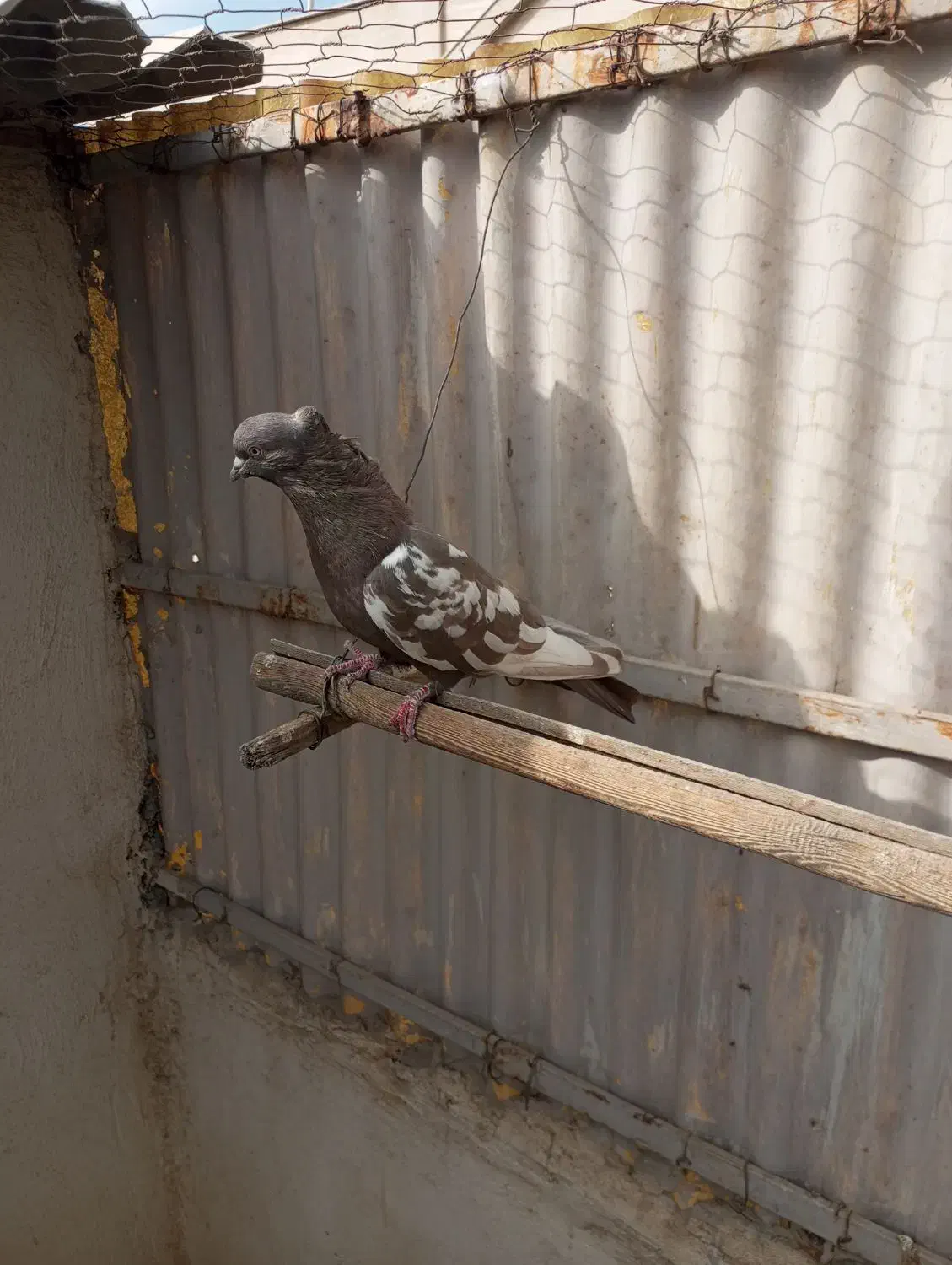 کبوتر. رنگی نر|پرنده|فردیس, نگارستان|دیوار