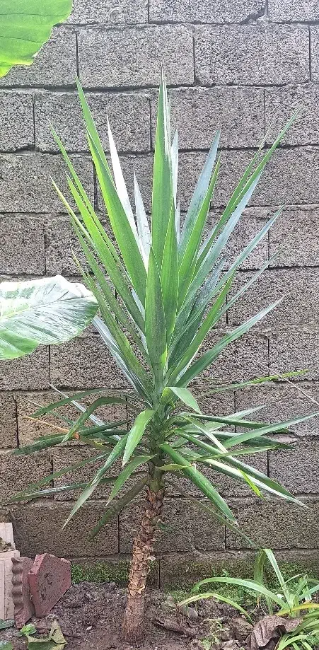 گل طبیعی|گل و گیاه طبیعی|رودبنه, |دیوار