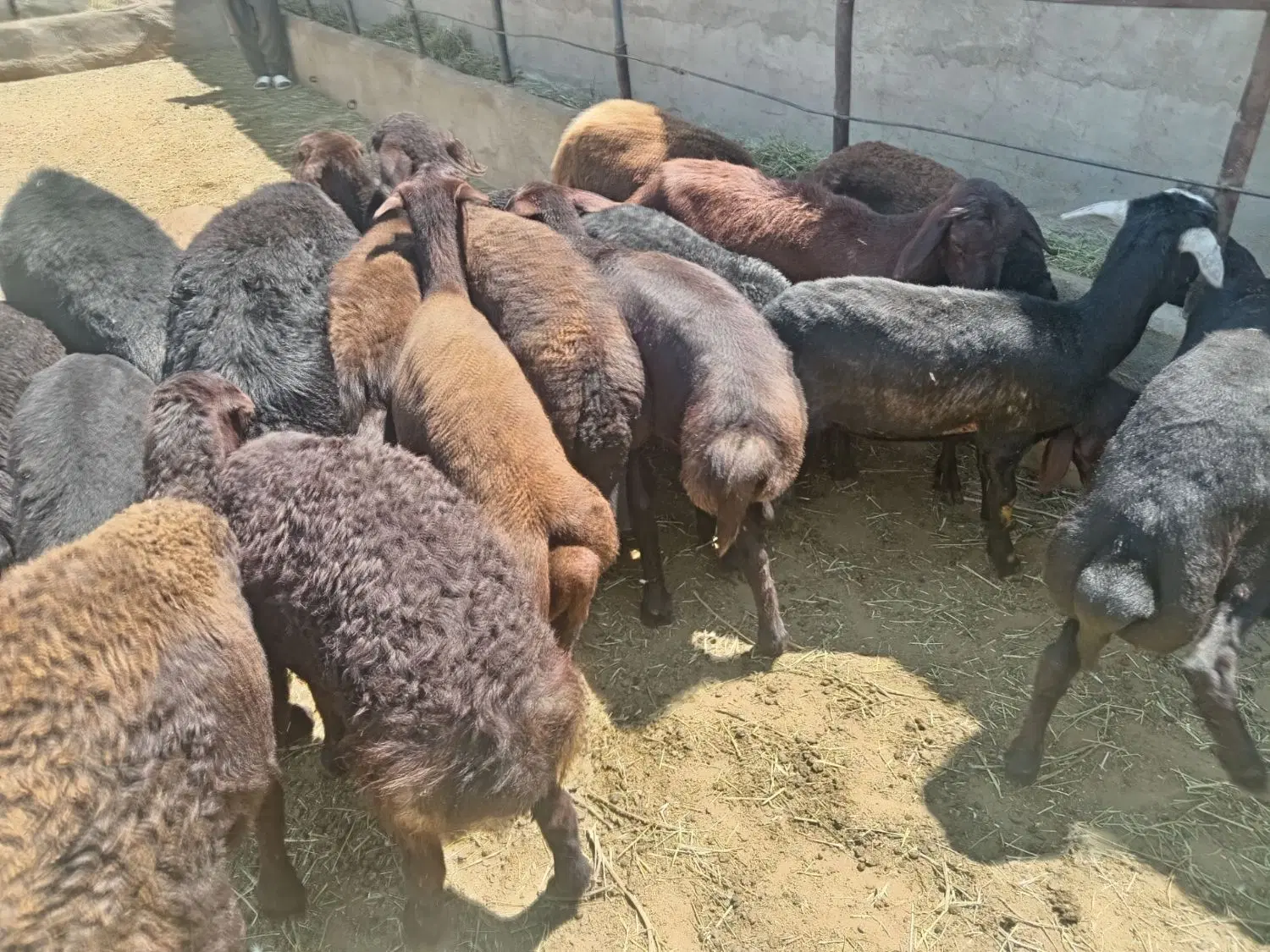بره|حیوانات مزرعه|بوکان, |دیوار