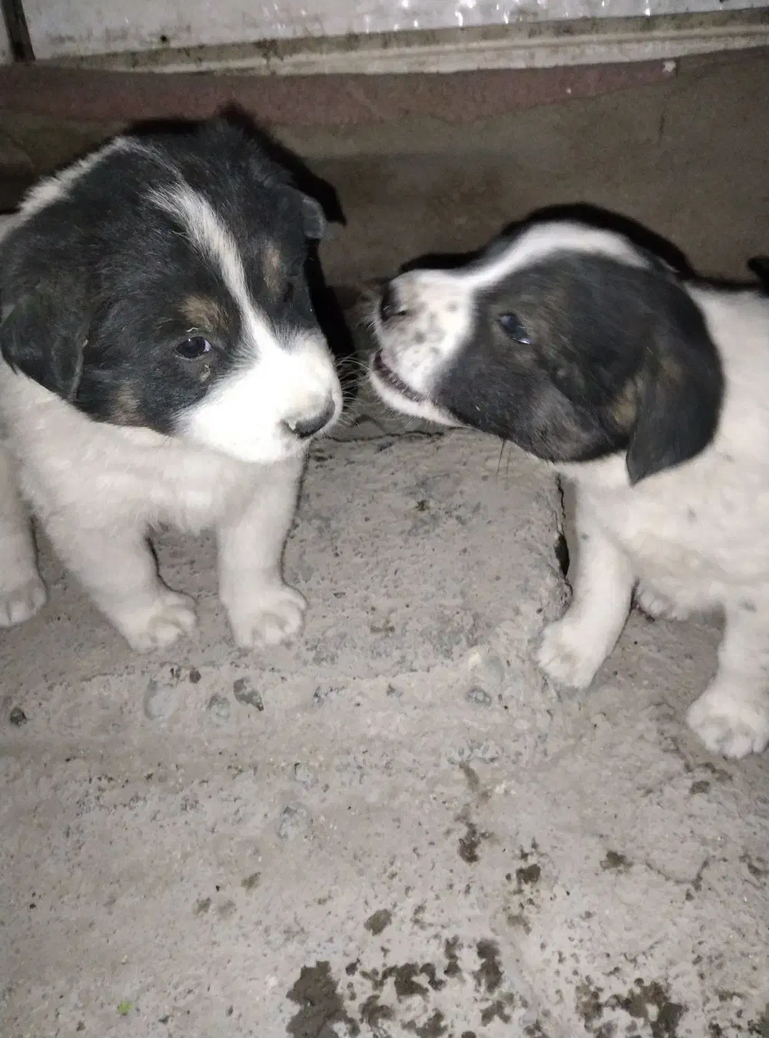 سگ توله|سگ|گلستان (تهران), |دیوار