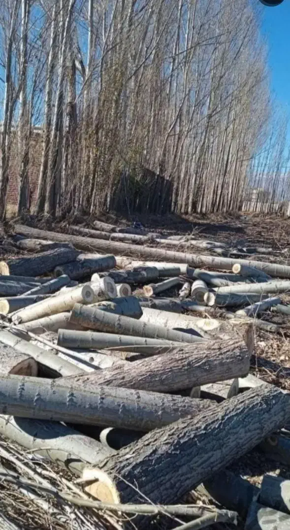 خرید درخت خرید قطع چوب برش تر وخشک|خدمات باغبانی و درختکاری|اهر, |دیوار