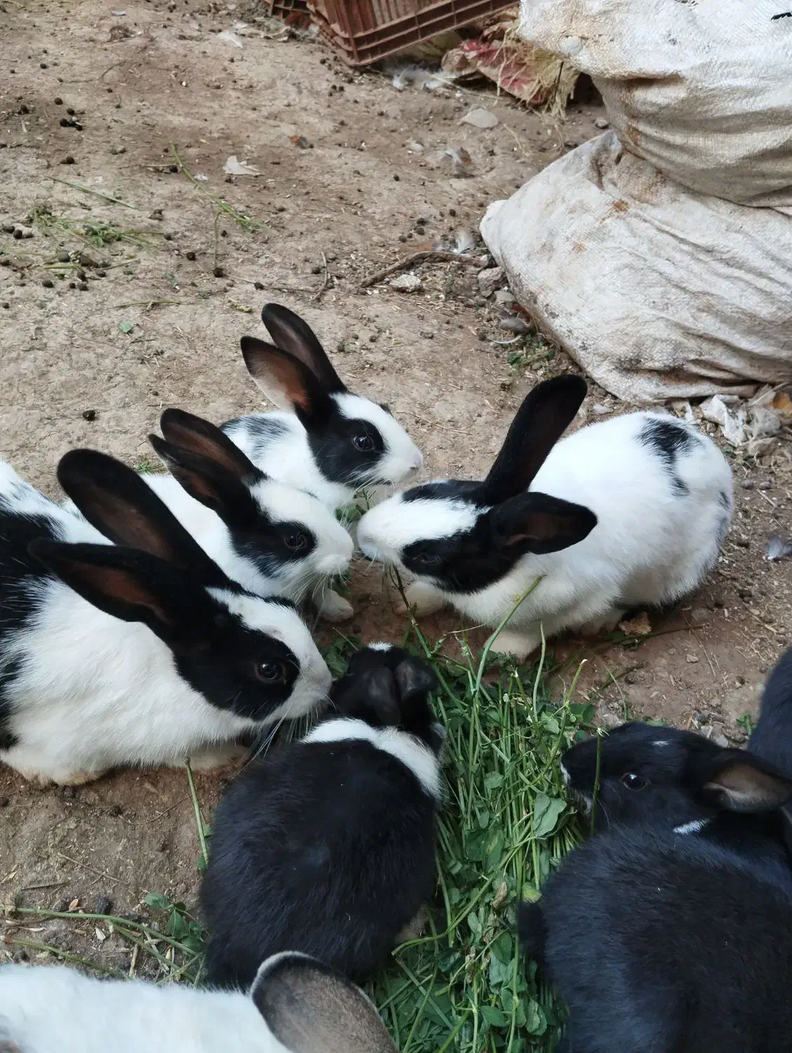 خرگوش|موش و خرگوش|پارسآباد, |دیوار