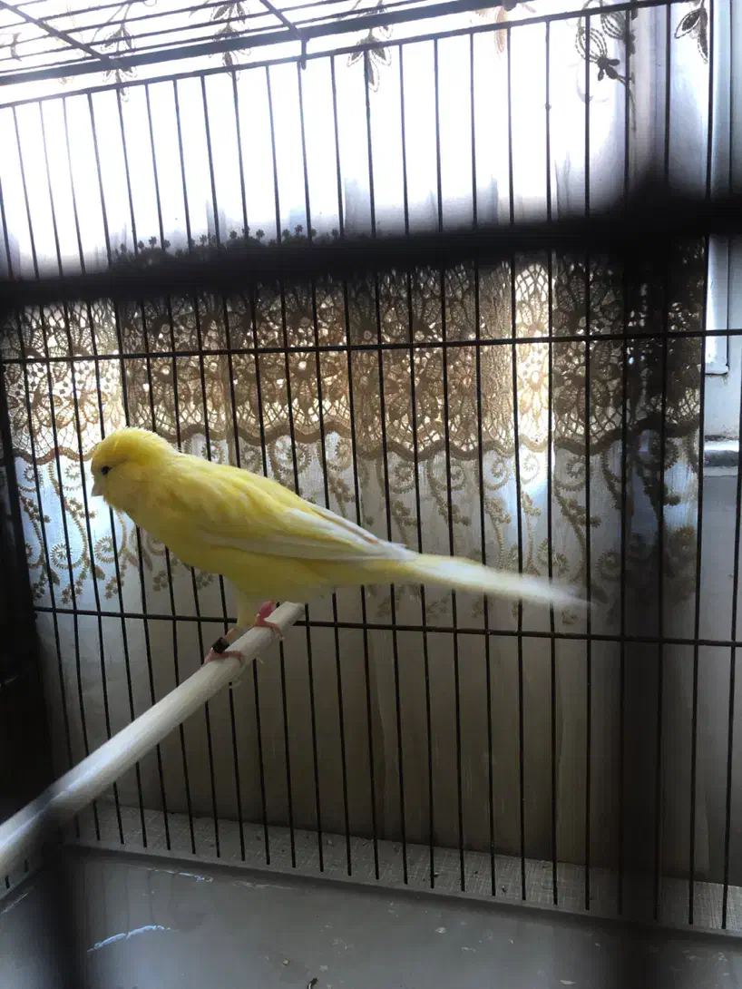 قناری رسمی بلند|پرنده|فردیس, فردیس|دیوار