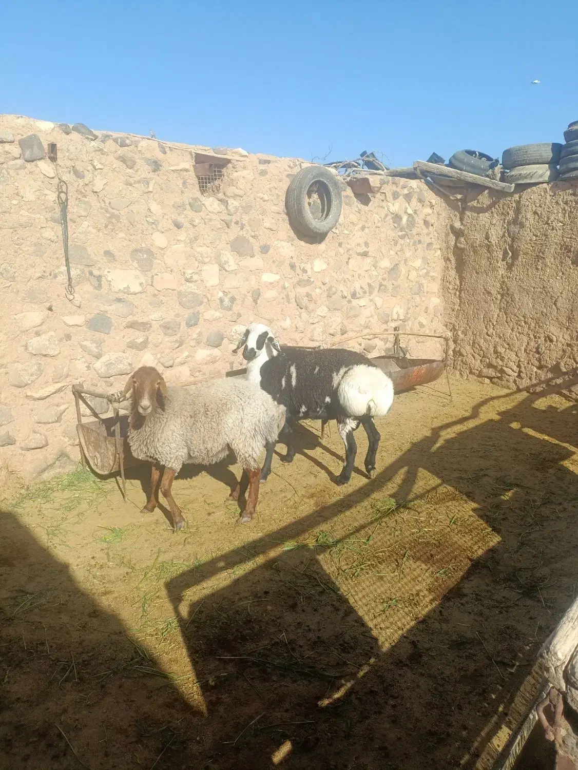 بره قوچی کاور افشاری|حیوانات مزرعه|سربیشه, |دیوار