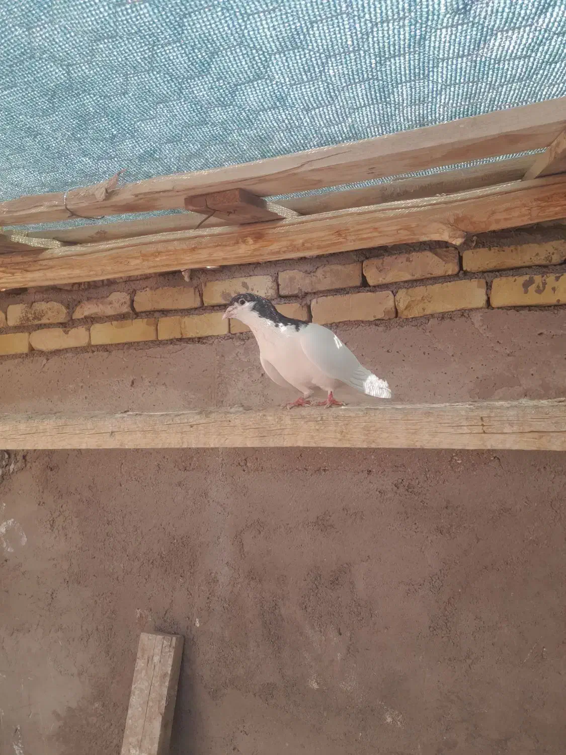 یال|پرنده|بافق, |دیوار