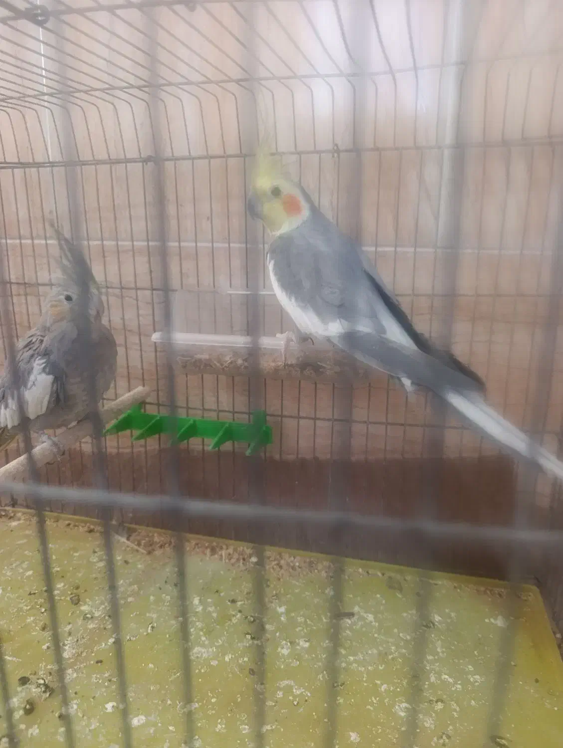 عروس هلندی جفت|پرنده|سیرجان, |دیوار