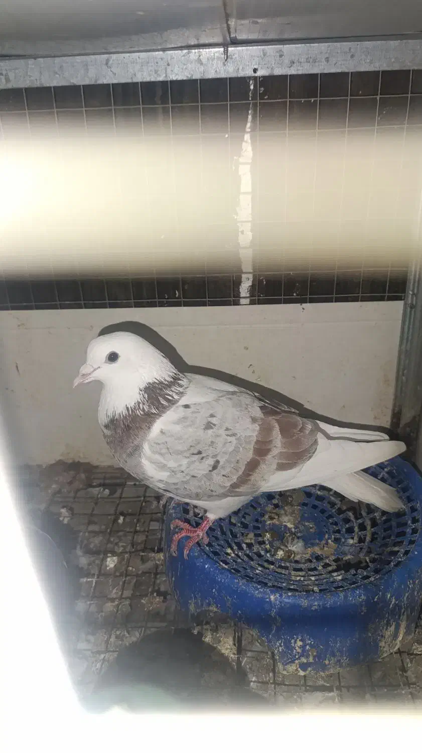 کبوترشازده نر گرفتنی|حیوانات|گنبد کاووس, |دیوار