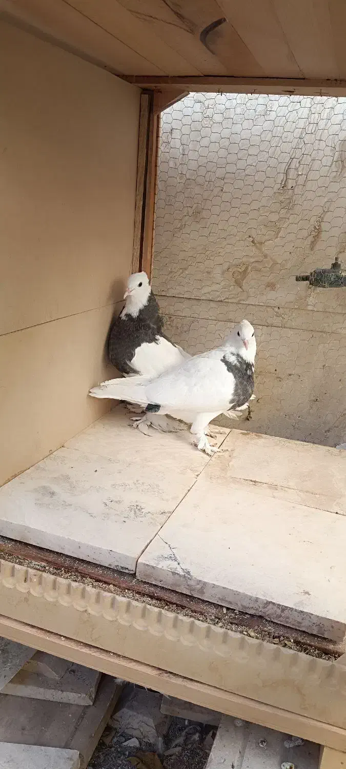 طوقی|پرنده|آران و بیدگل, |دیوار