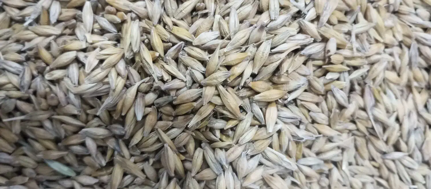 جوبذری|عمدهفروشی|مینودشت, |دیوار