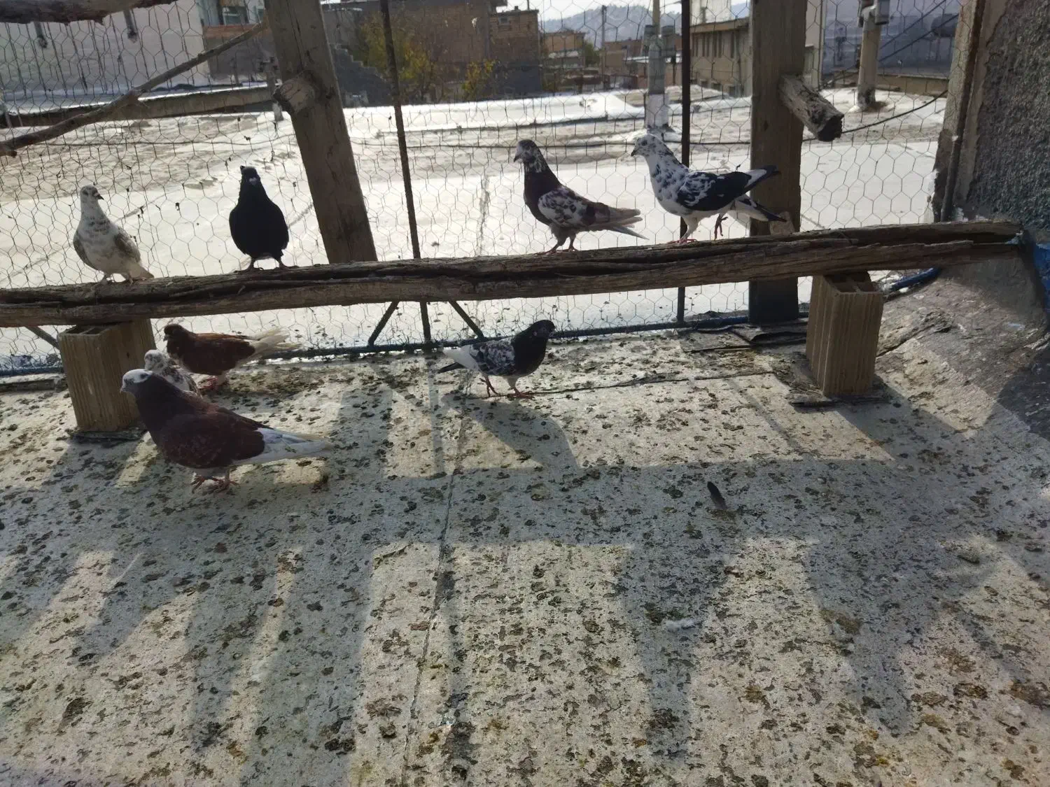 کبوتر تهرانی|پرنده|ملکشاهی, |دیوار