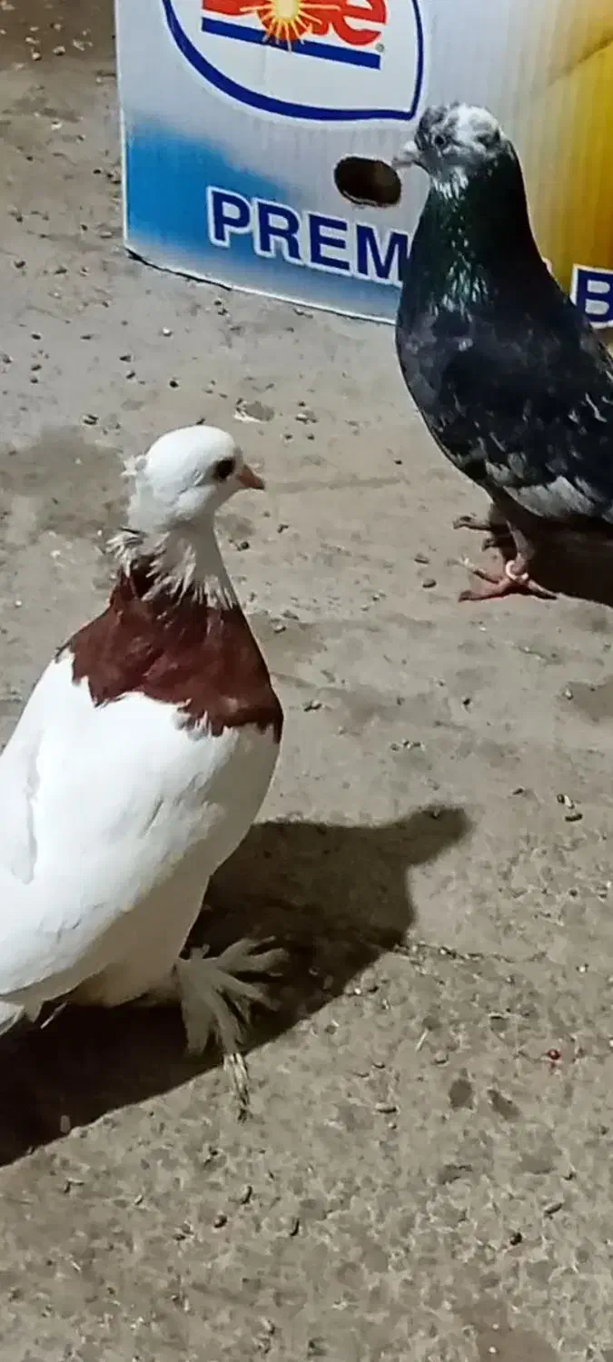 کفتر|پرنده|نوشهر, |دیوار