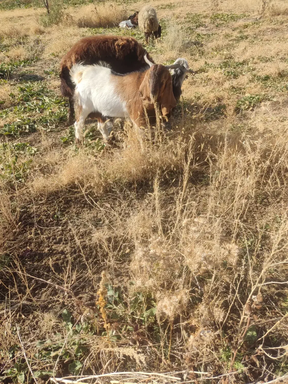 ساورین|حیوانات مزرعه|زاغه, |دیوار