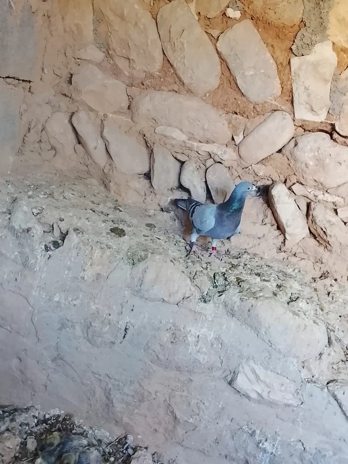 کبوتر پلاکی عربستان|پرنده|زرین آباد, |دیوار