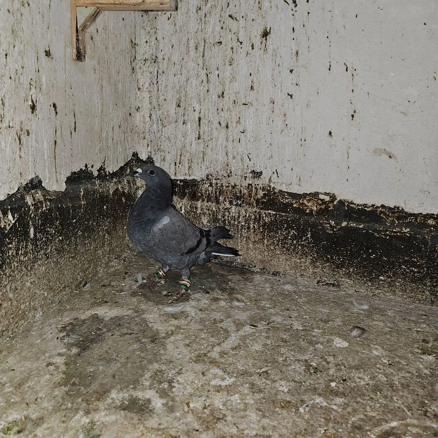 پرنده (کفتر)|پرنده|مشهد, نیزه|دیوار