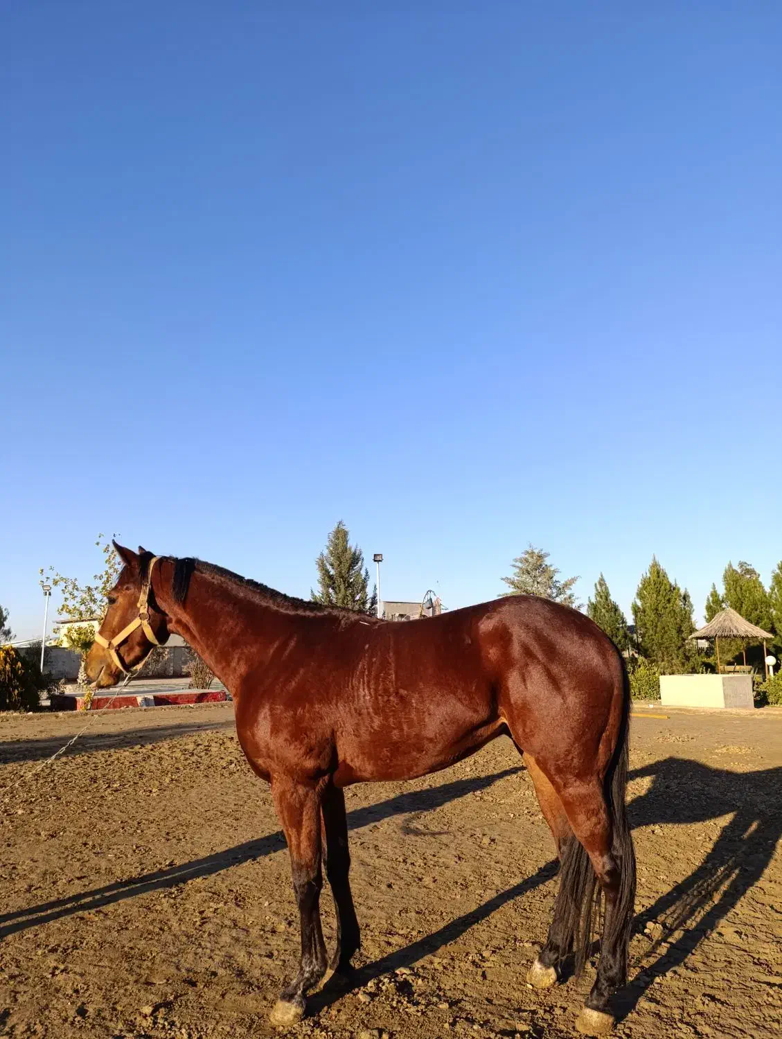 نریان تروبرد|اسب و تجهیزات اسب‌سواری|گنبد کاووس, |دیوار