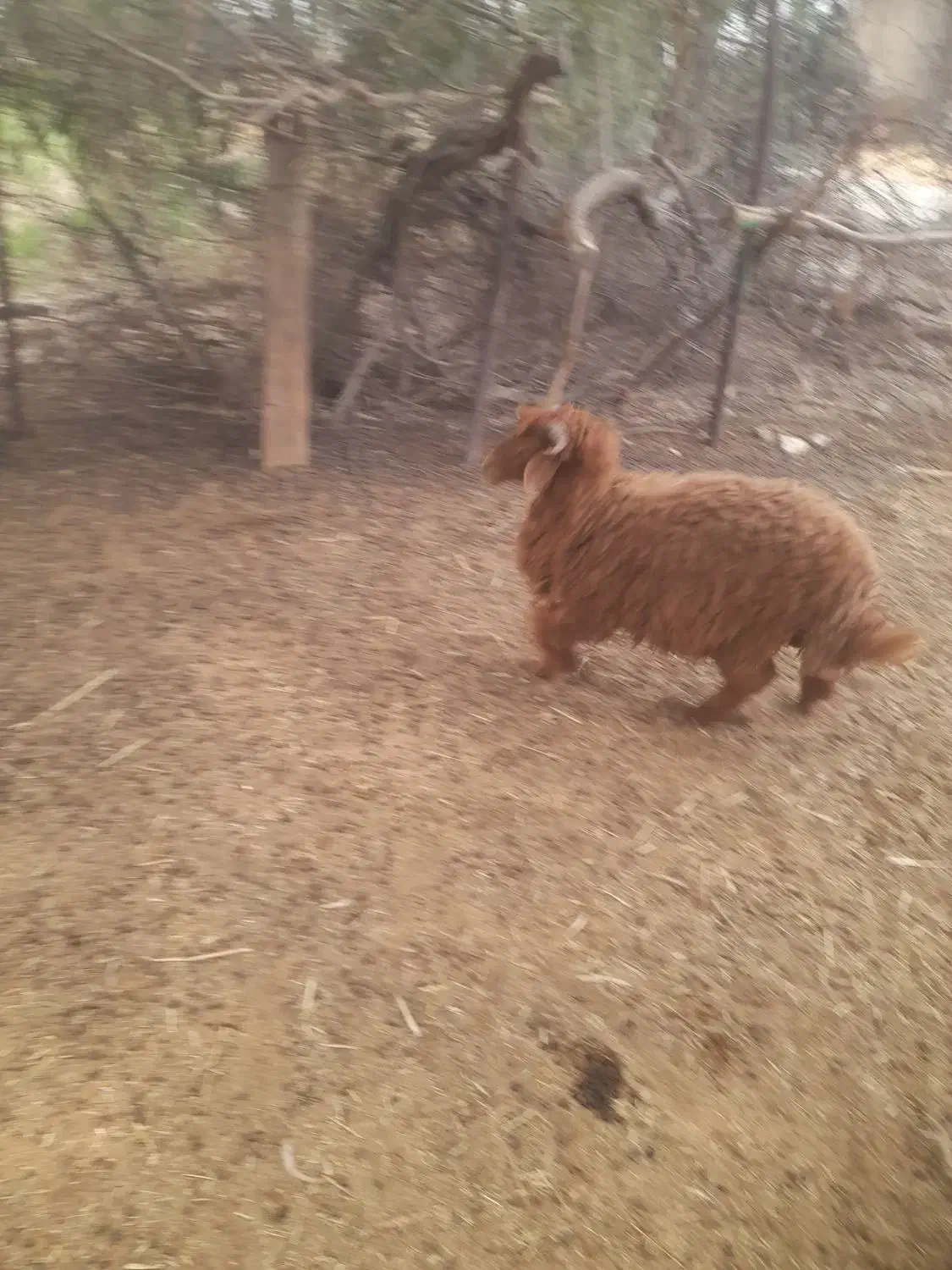 بره چاق و سرحال|حیوانات مزرعه|رامشیر, |دیوار