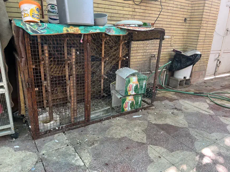 گنجه اهنی|لوازم جانبی حیوانات|شیراز, دشت چنار|دیوار