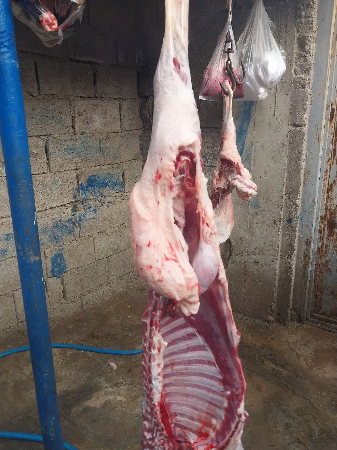 گوشت بره|خوردنی و آشامیدنی|مسجد سلیمان, |دیوار