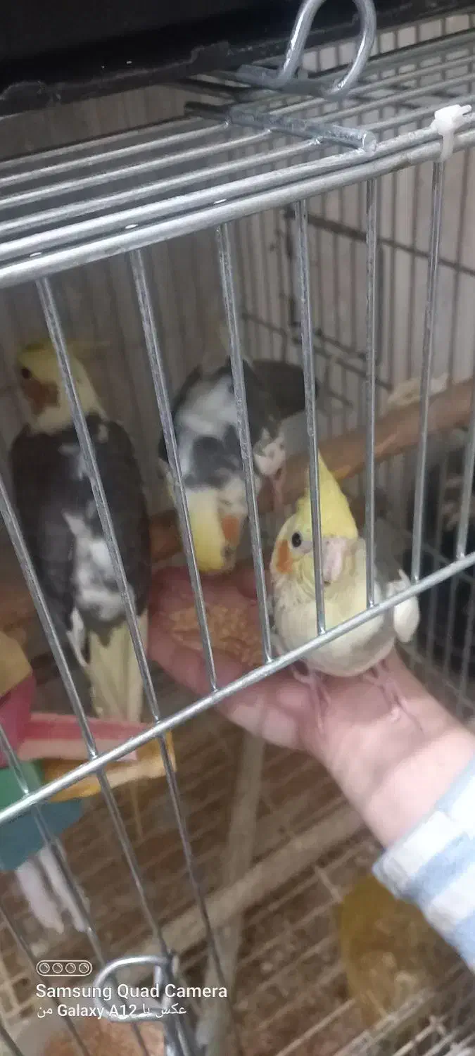 فروش عروس|پرنده|تهران, دکتر هوشیار|دیوار