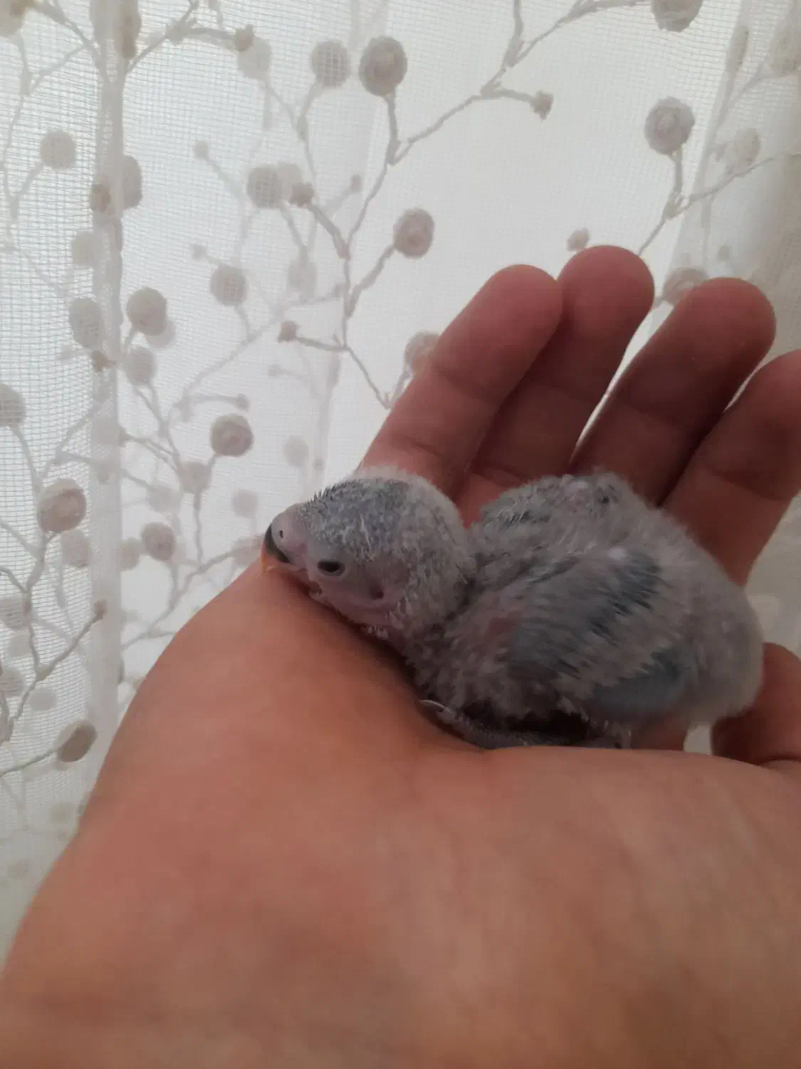 جوجه کوتوله سرلاکی|پرنده|اردکان, |دیوار