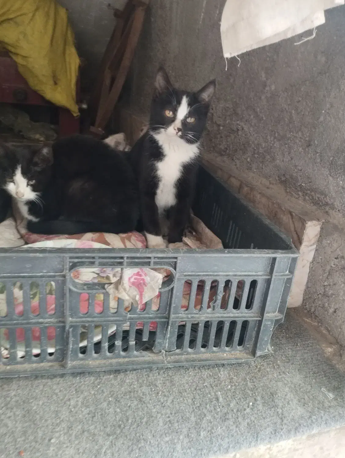 گربه خانگی نژاد DSH|گربه|مشهد, گاز|دیوار