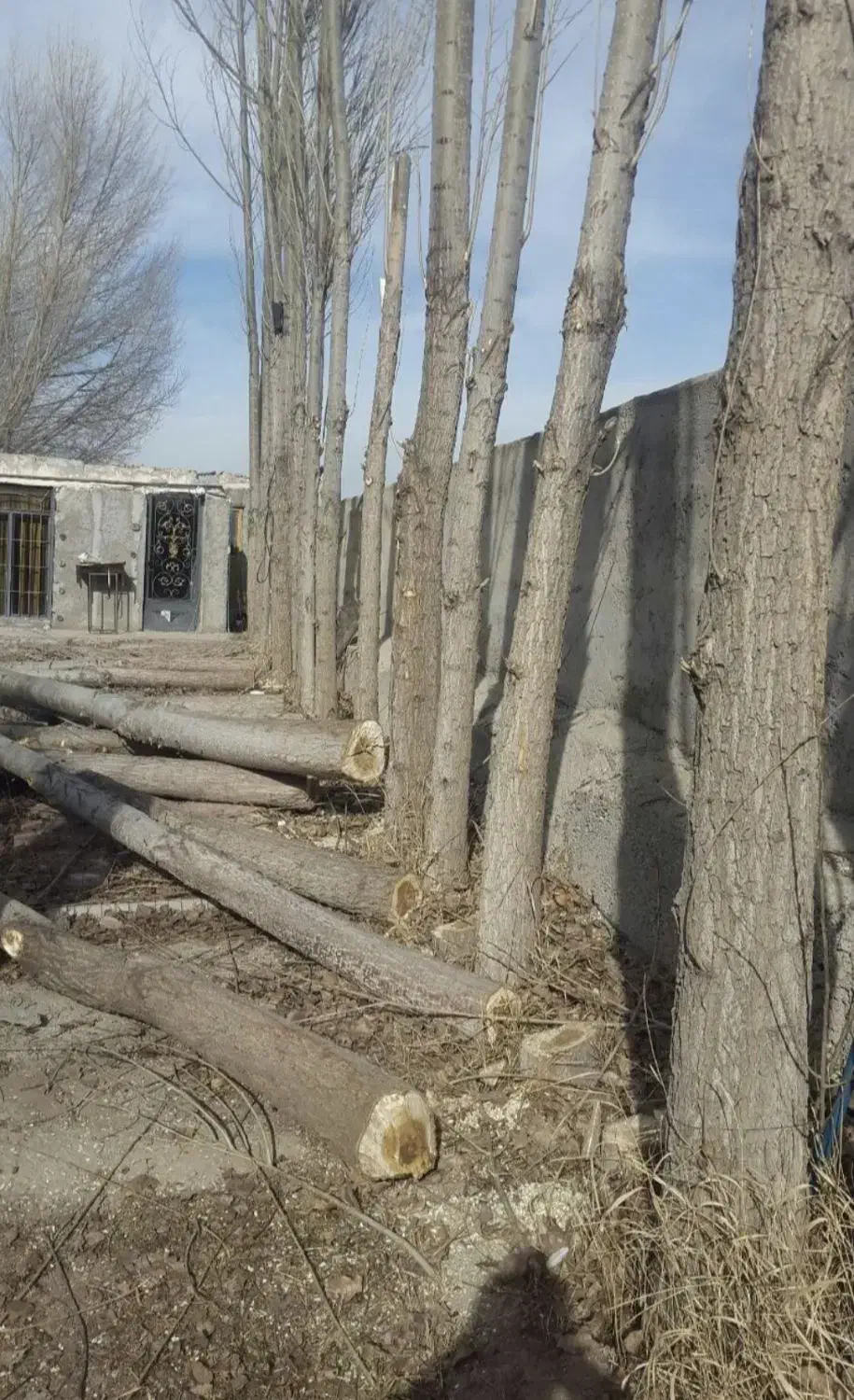 خرید چوب بصورت نقدی|خدمات باغبانی و درختکاری|مشگین شهر, |دیوار