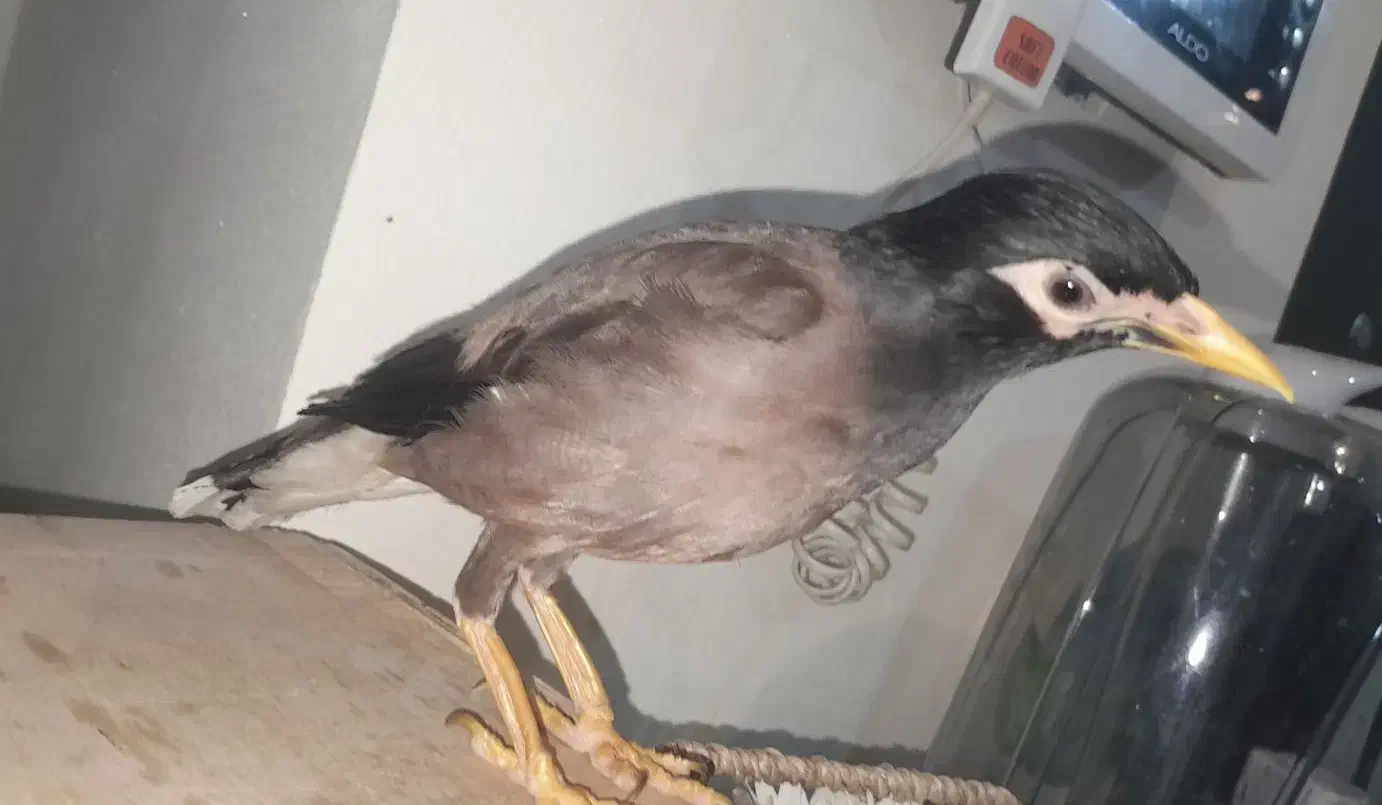 مرغ مینا سخنگو|پرنده|اهواز, زیتون کارمندی|دیوار