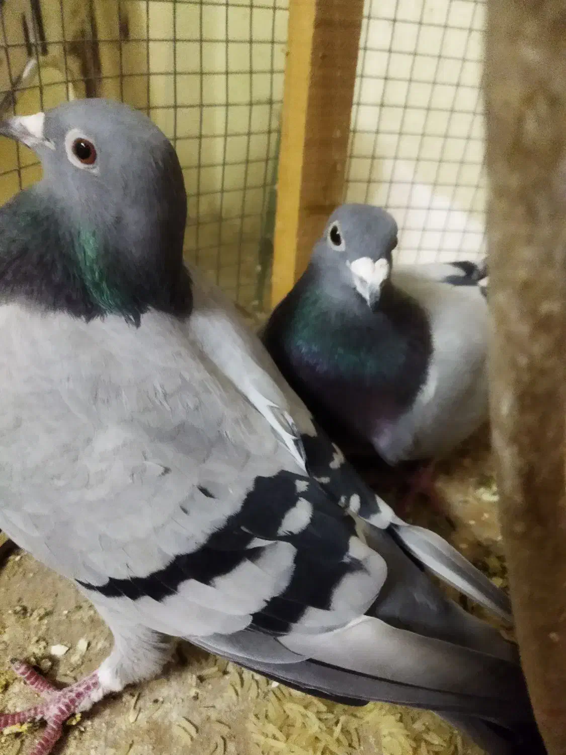 یک‌جفت‌پلاکی|پرنده|قم, نوبهار|دیوار