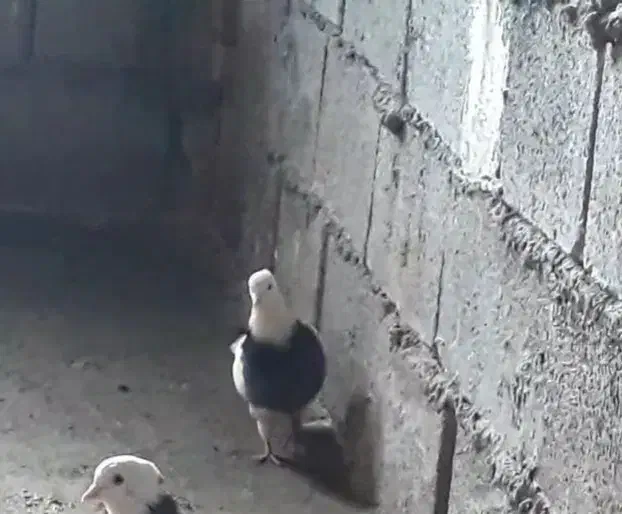 کبوتر طوقی|پرنده|جوانرود, |دیوار