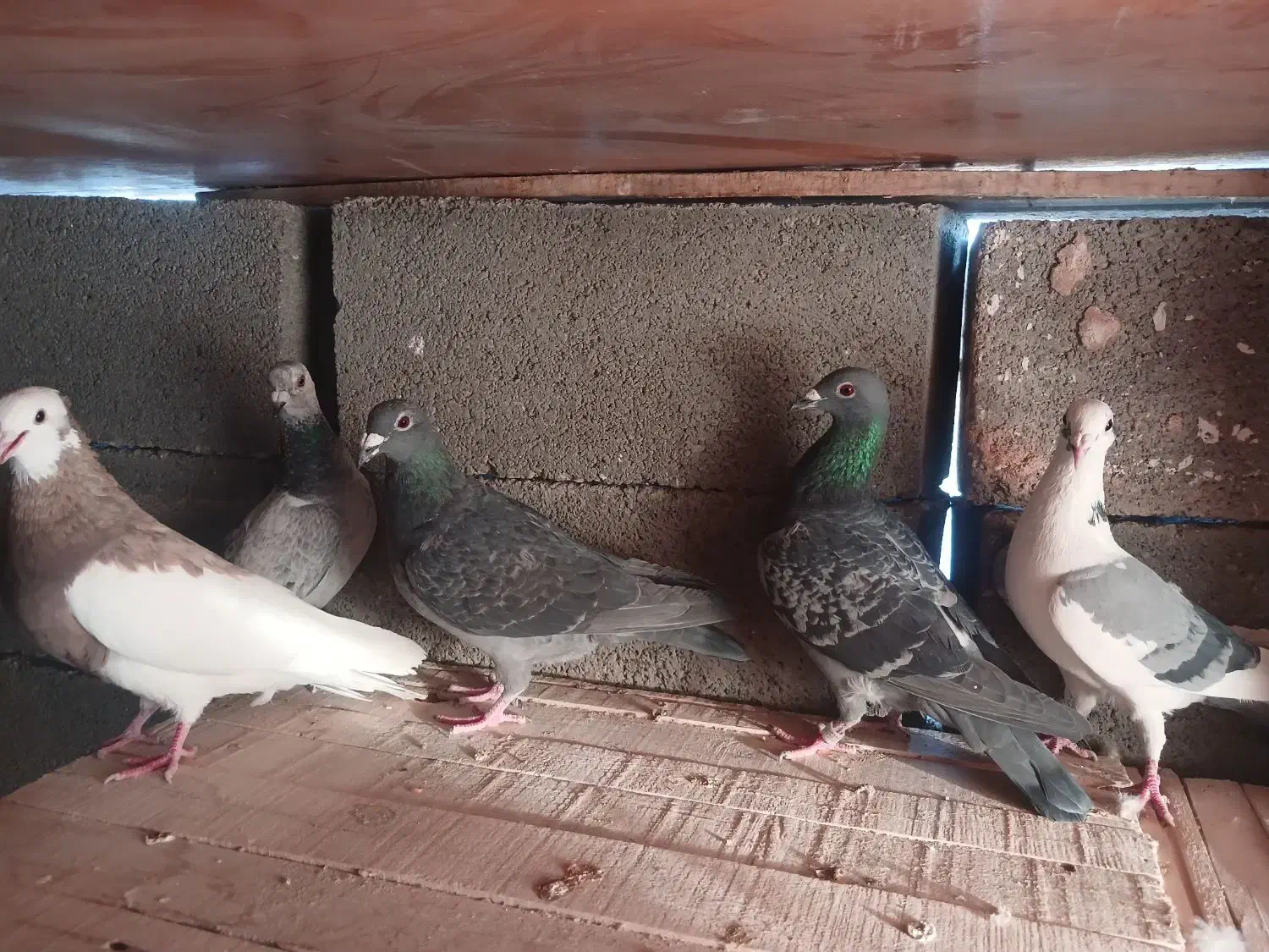 کبوتر|پرنده|آباده, |دیوار