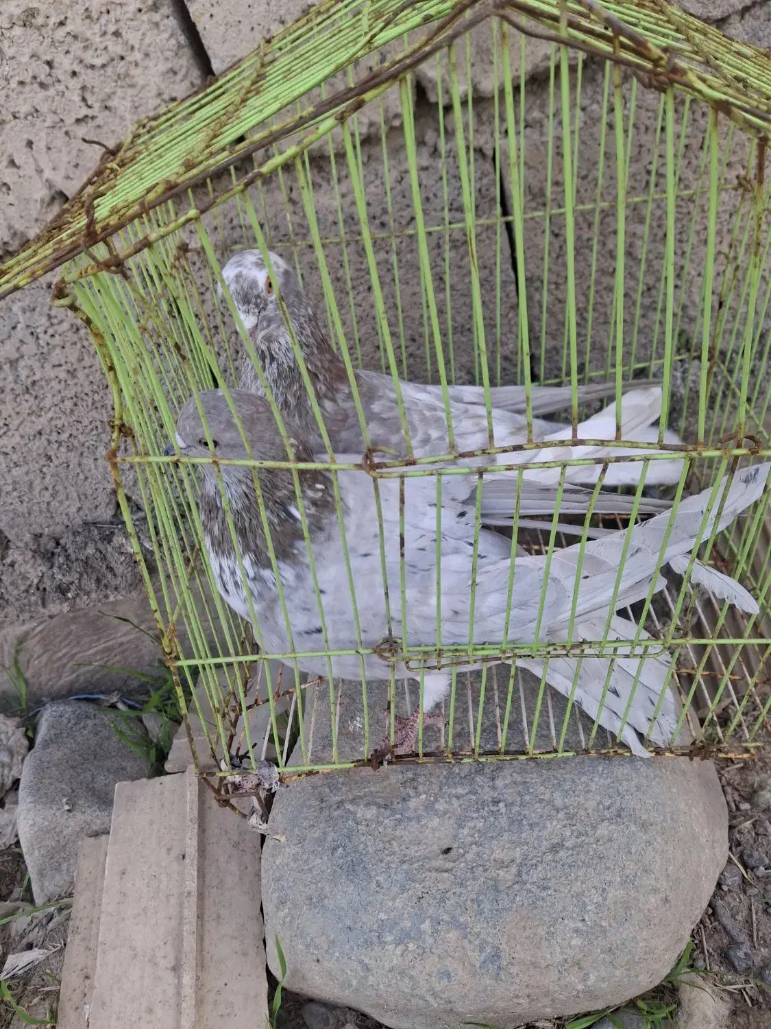 کبوتر گرگی|پرنده|جیرفت, |دیوار