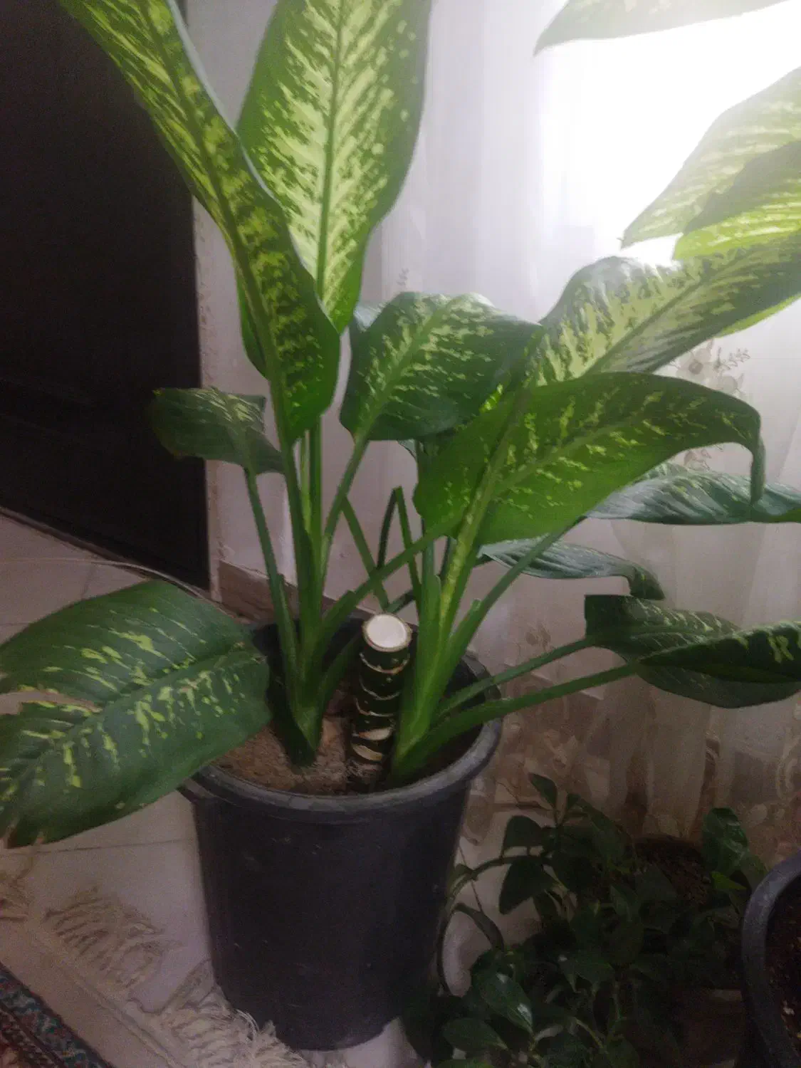 گل آپارتمانی دیفن باخیا|گل و گیاه طبیعی|ورامین, جعفر آباد اخوان|دیوار