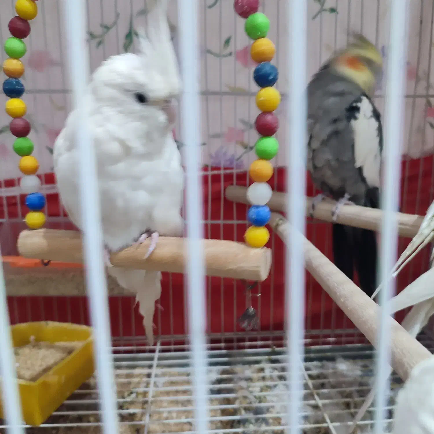 جفت عروس هلندی دستی|پرنده|مشهد, انقلاب|دیوار