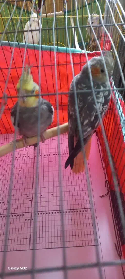 یک جفت مولد|پرنده|بندر انزلی, اطبا|دیوار