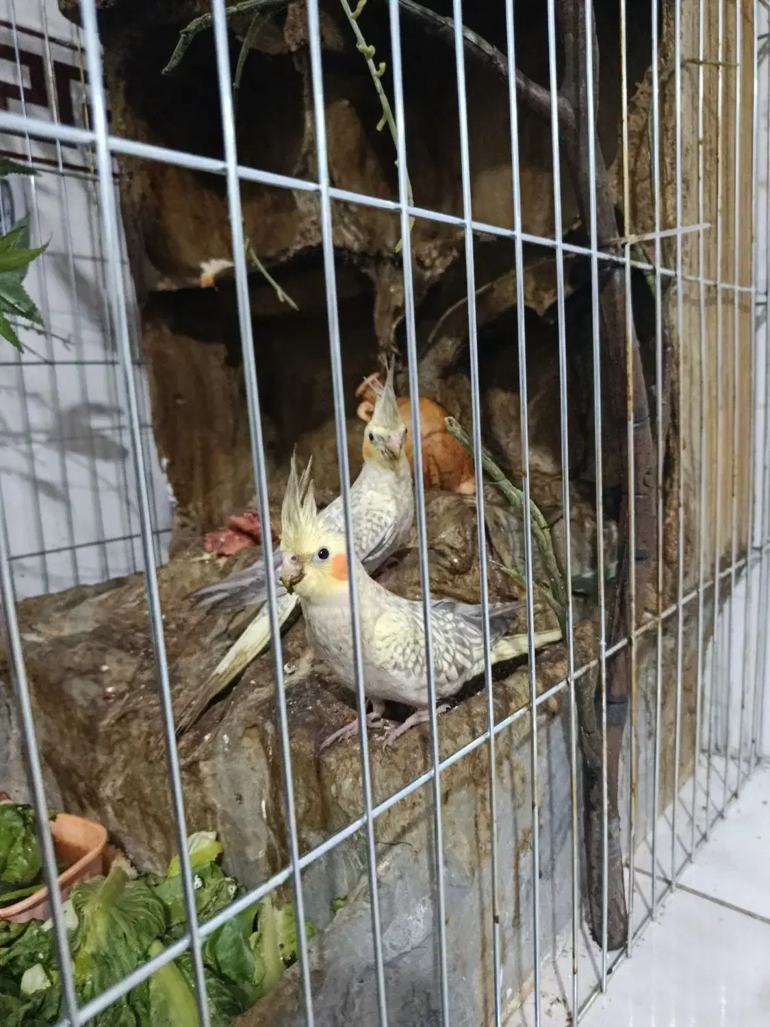 عروس هلندی|پرنده|شیراز, حجت آباد|دیوار